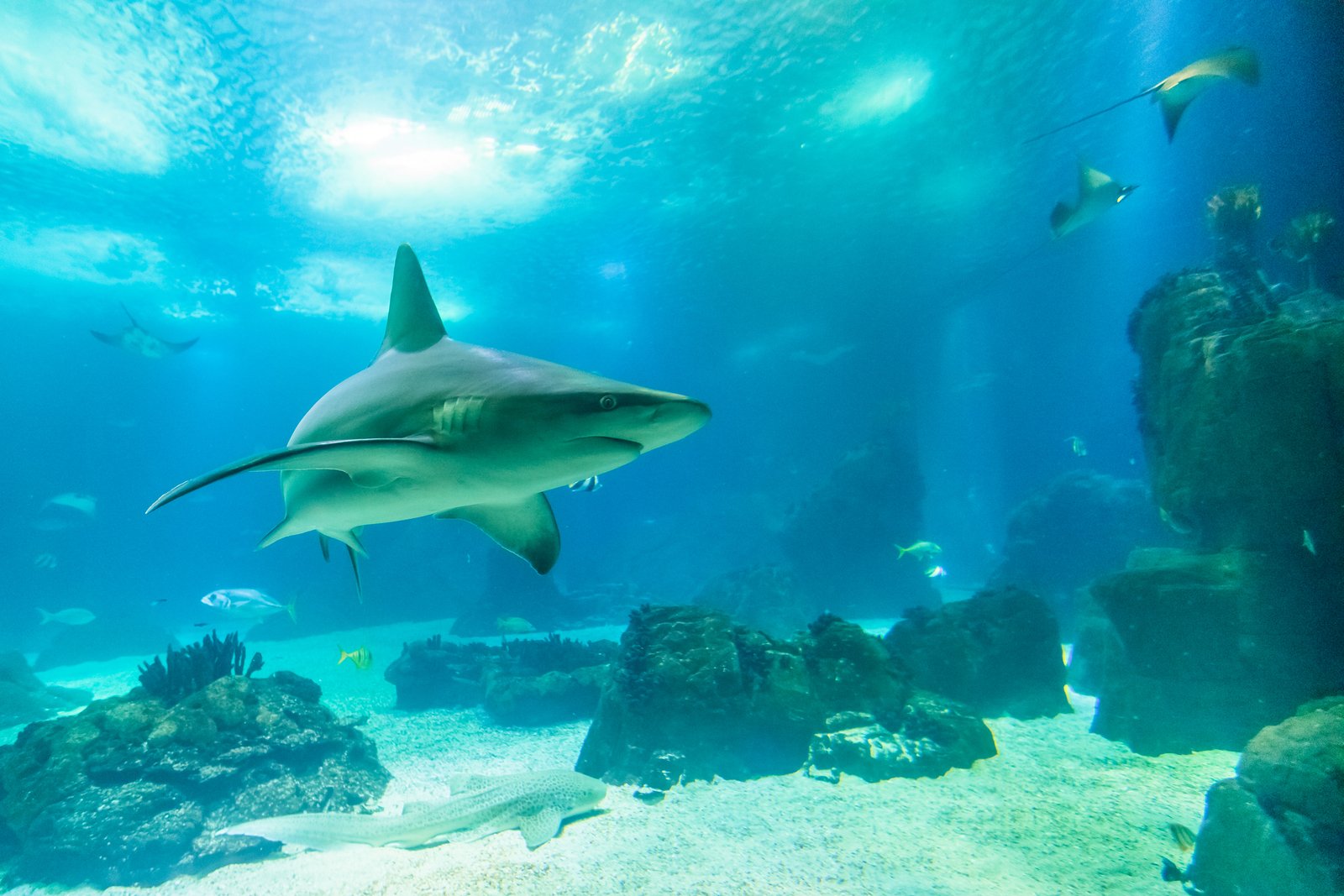 Enjoy #SharkWeek every week in these states as a Traveling Therapist