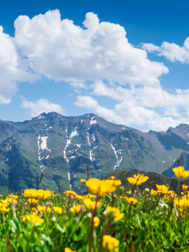 Field of flowers and a mountain range