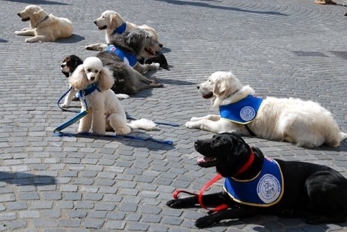 One way that therapists are treating their patients is with the help of therapy dogs.