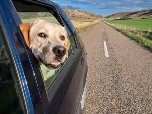 Traveling with a feline or canine friend is totally possible!