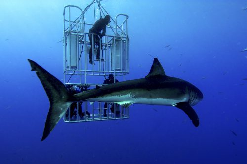 Enjoy #SharkWeek every week in these states as a Traveling Therapist