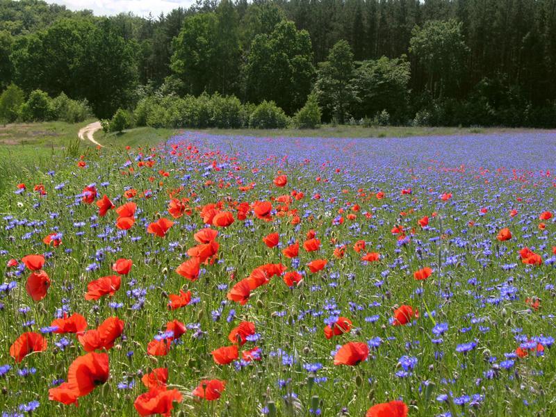 Head to Lancaster for the California Poppy Festival.