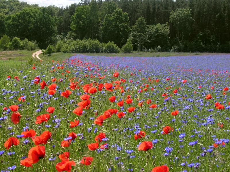 Head to Lancaster for the California Poppy Festival.