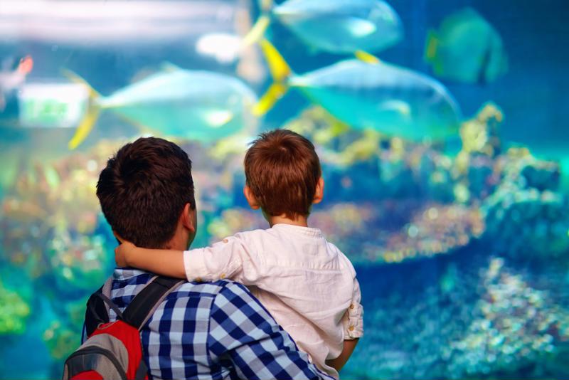 Invite your family to visit the aquarium during your stay in Charleston.