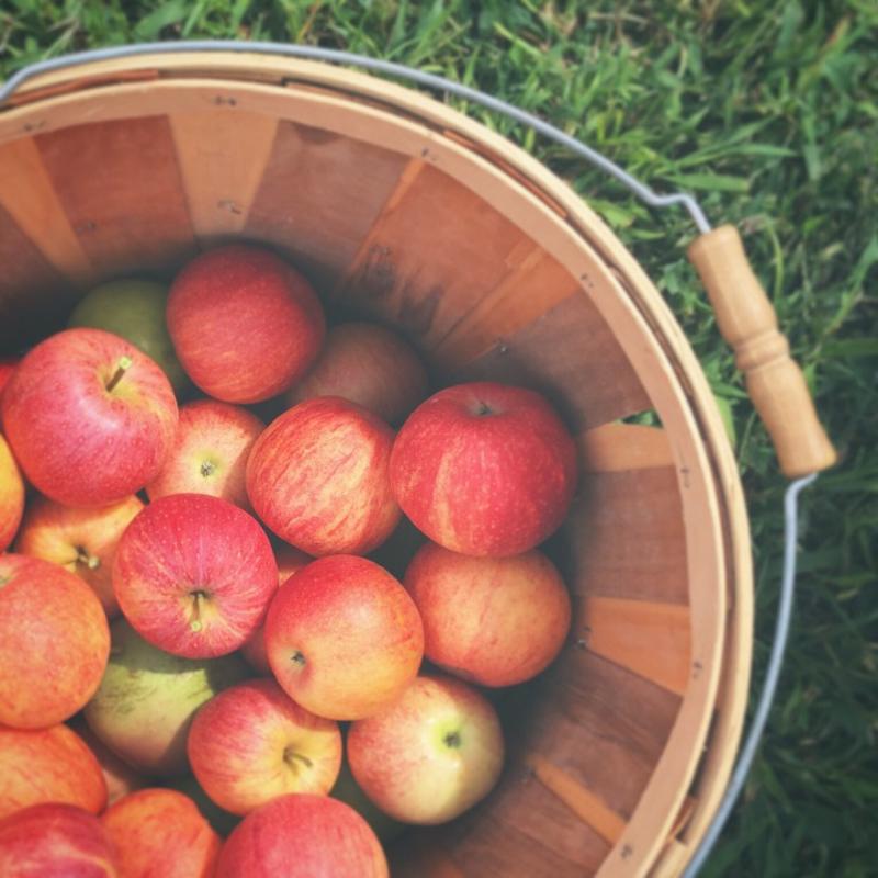 Go apple picking this October. 